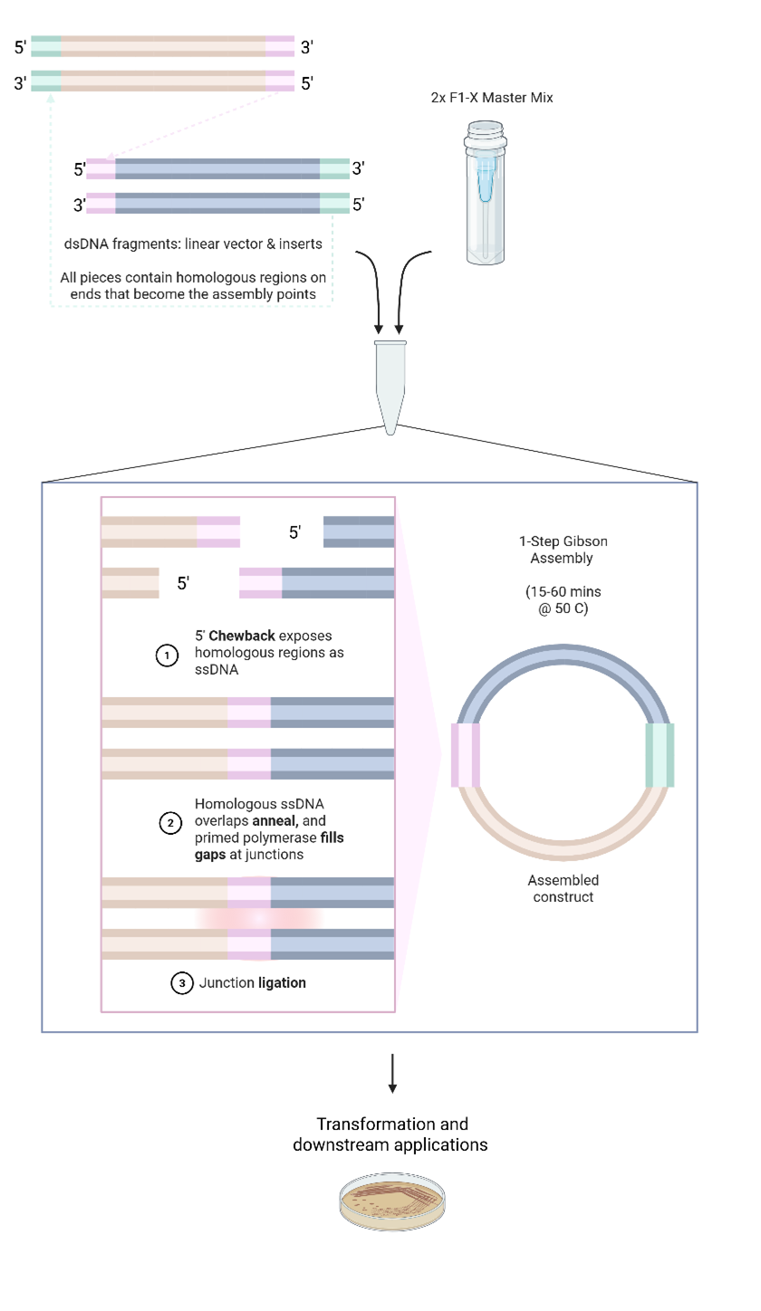 Figure 1: Gibson Assembly method overview
