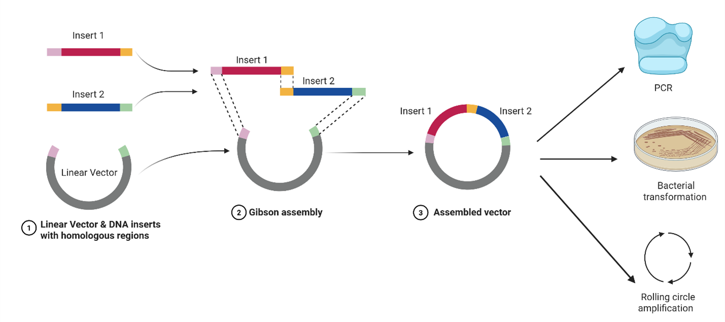 Figure 2: Workflow diagram