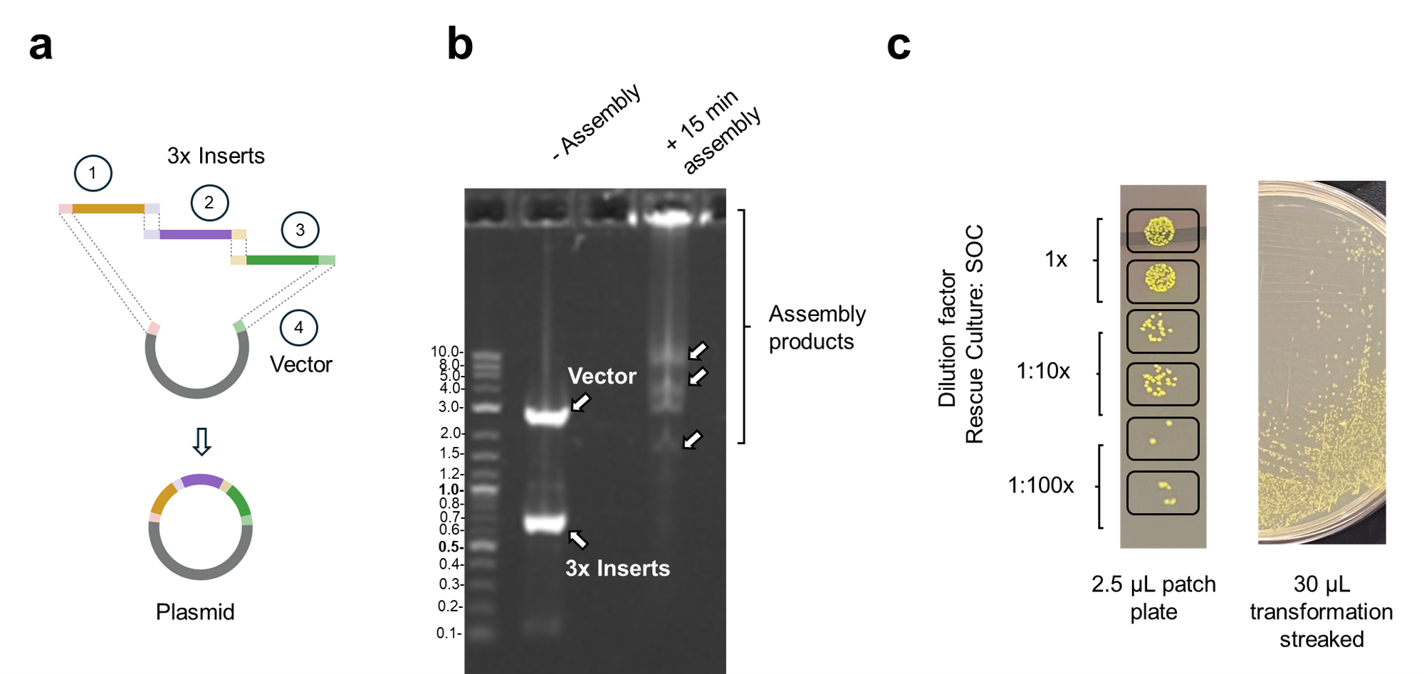 Figure 5: Positive Control Results