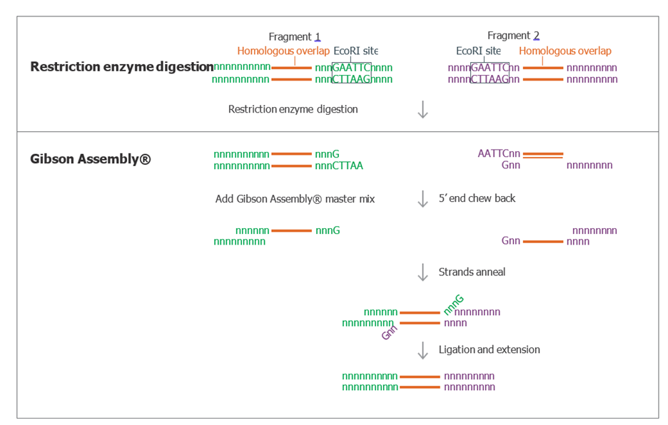 Figure 6: EcoRI Seam Removal